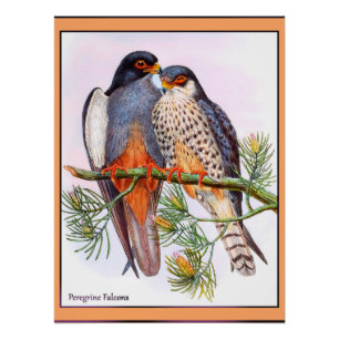 Peregrine Falcons Poster