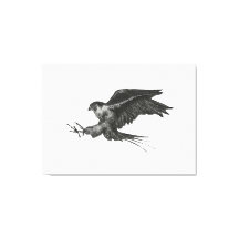 Peregrine Hawk canvas print