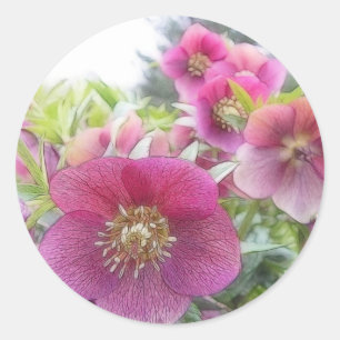 Perennial Plants - Purple Hellebore Classic Round Sticker
