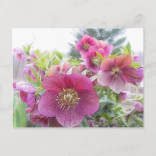 Perennial Plants - Purple Hellebore Postcard