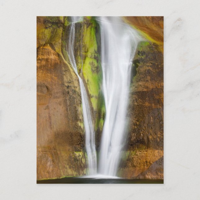 Perennial  Plunge Postcard (Front)