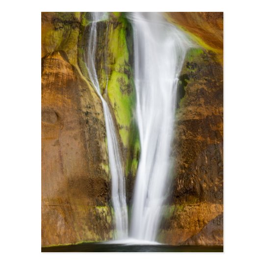 Perennial Plunge Postcard
