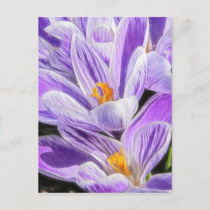 Perennial Purple Striped Crocuses Postcard