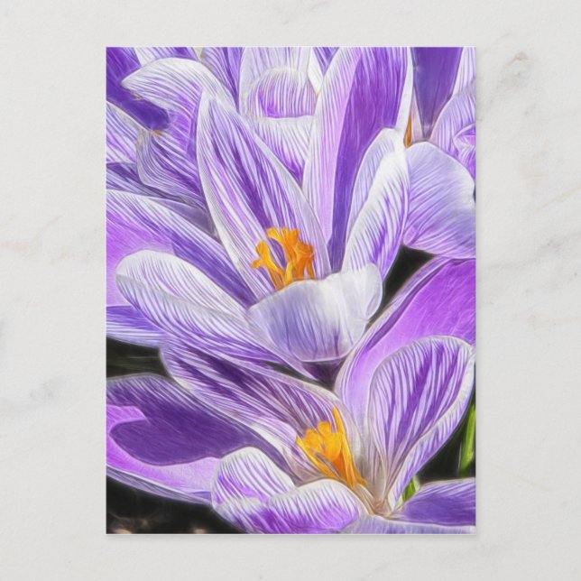 Perennial Purple Striped Crocuses Postcard (Front)