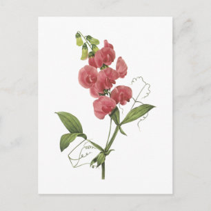 perennial sweet pea by Redouté Postcard
