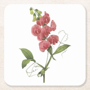 perennial sweet pea by Redouté Square Paper Coaster