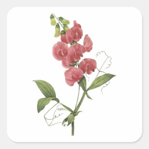 perennial sweet pea by Redouté Square Sticker