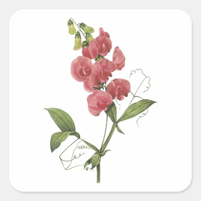 perennial sweet pea by Redouté Square Sticker (Front)