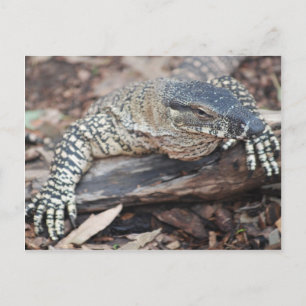 Perenti Postcard