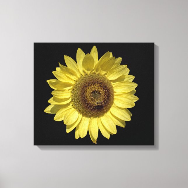 perfect bright yellow sunflower and bee in black canvas print (Front)