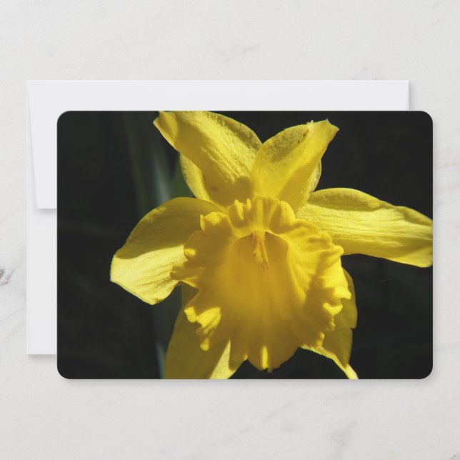 Perfect Daffodil Invitation (Front)