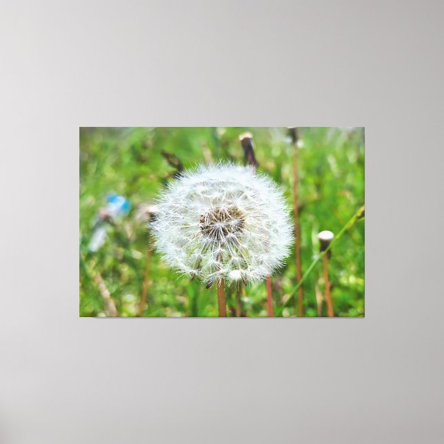 Perfect Dandelion – Botanical Macro Photography Canvas Print (Front)