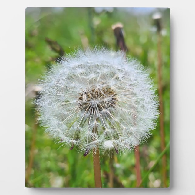 Perfect Dandelion – Botanical Macro Photography Plaque (Front)