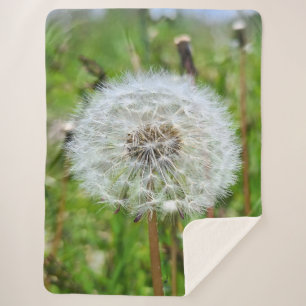 Perfect Dandelion – Botanical Macro Photography Sherpa Blanket