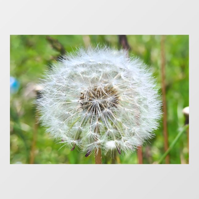 Perfect Dandelion – Botanical Macro Photography Window Cling (Sheet)