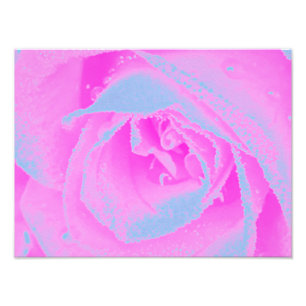 Perfect Hot Pink and Light Blue Rose Detail Photo Print