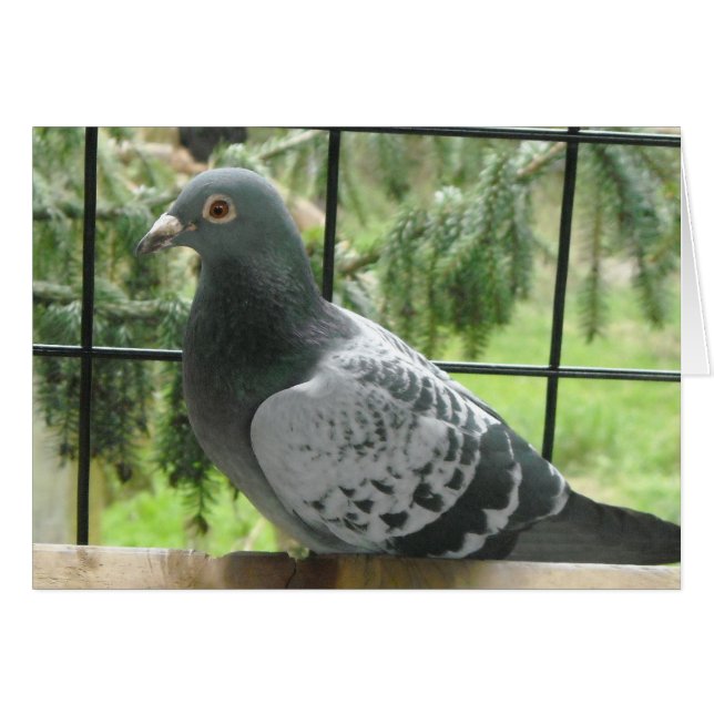 Perfect Pigeon (Front Horizontal)