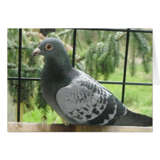 Perfect Pigeon Card