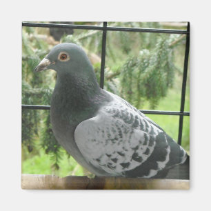 Perfect Pigeon Magnet