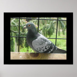 Perfect Pigeon Poster
