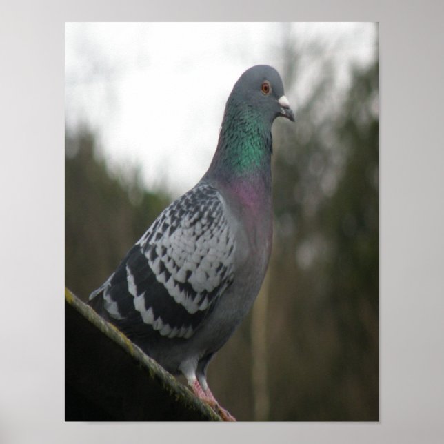 Perfect Pigeon Print (Front)