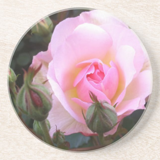 Perfect pink English Rose   Coaster (Front)