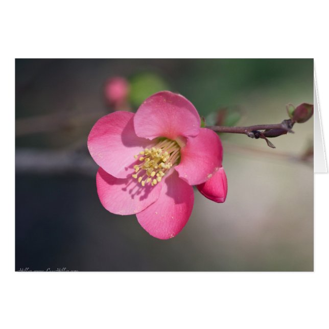 Perfect Pink Flowering Quince (Front Horizontal)