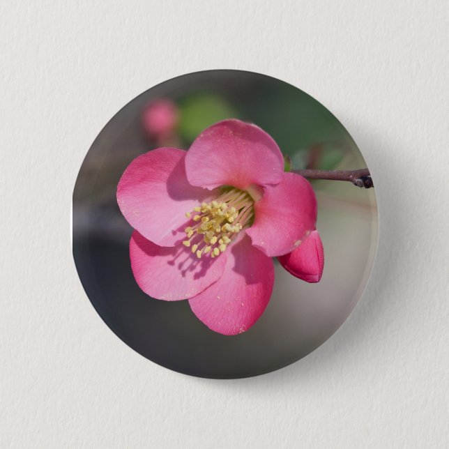 Perfect Pink Flowering Quince 6 Cm Round Badge (Front)
