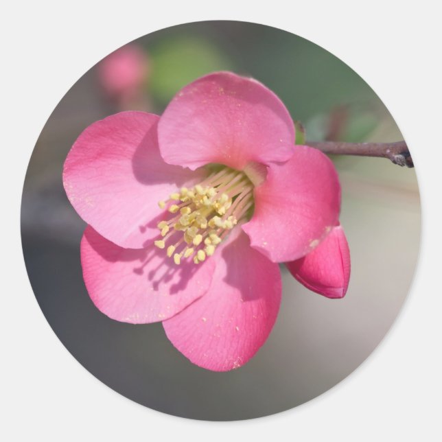 Perfect Pink Flowering Quince Classic Round Sticker (Front)