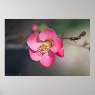 Perfect Pink Flowering Quince Poster