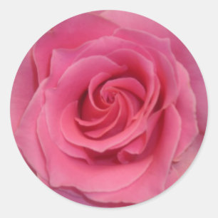 Perfect Pink Rose Classic Round Sticker