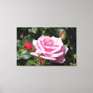 perfect pink rose flower and bud photo art work. canvas print