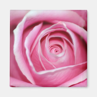 Perfect Pink Rose Magnet