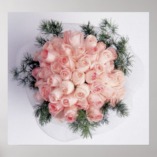 Perfect Pink Roses Posters and Prints