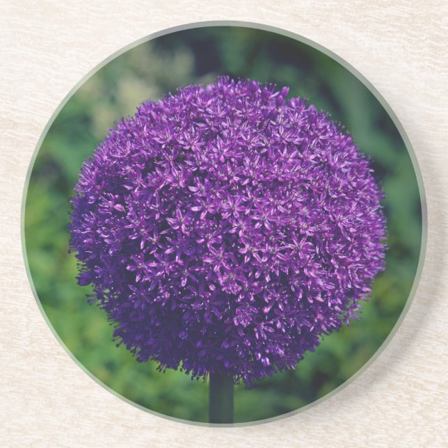Perfect Purple Allium Flower Aesthetic Coaster (Front)