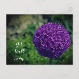 Perfect Purple Allium Flower Get Well Soon Postcard