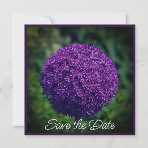 Perfect Purple Allium Flowers Save The Date