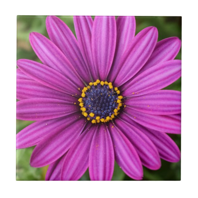 Perfect Purple Flower Head Tile (Front)