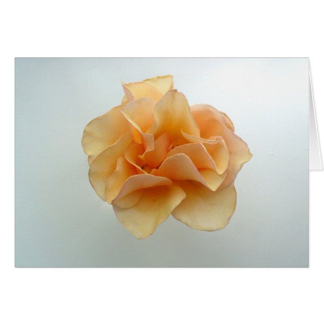 Perfect Rose (Front Horizontal)