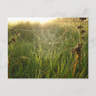 Perfect Spider Web Postcard