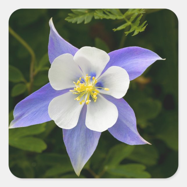 Perfect Square Sticker (Front)