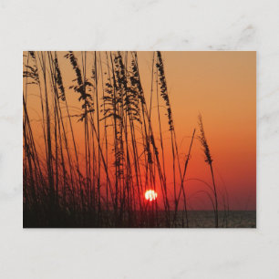 Perfect  Sunset Postcard