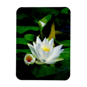 Perfect White Water Lily and Bud Magnet