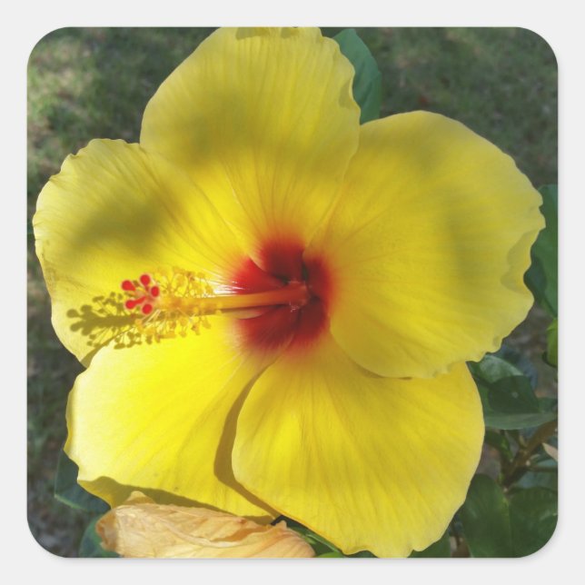 Perfect Yellow Hibiscus Flower, square sticker (Front)