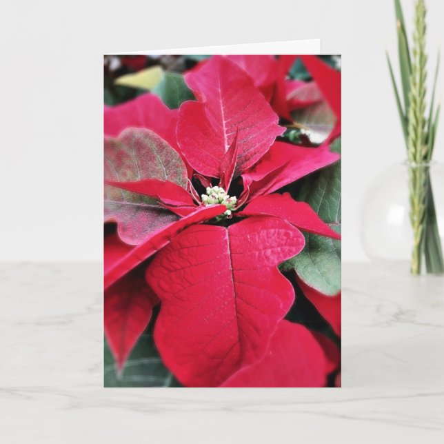Perfectly on Point Poinsettia Holiday Card (Front)