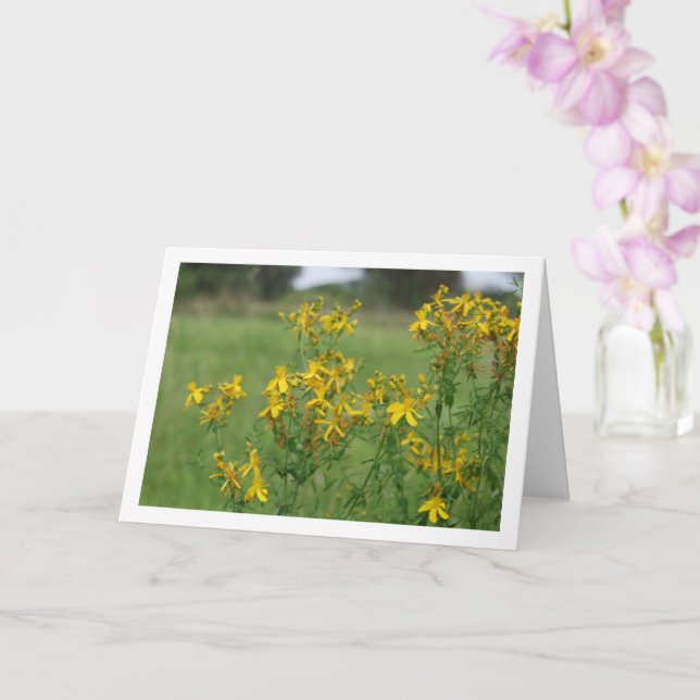 Perforate St John's-Wort Flowering Plant Card (Orchid)