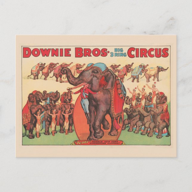 Performing Elephants With Women And Trainer. Postcard (Front)