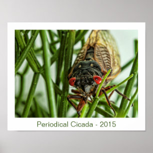 Periodical Cicada Large Insect Macro Photo Poster
