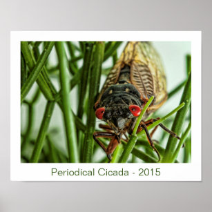 Periodical Cicada Large Insect Macro Photo Poster