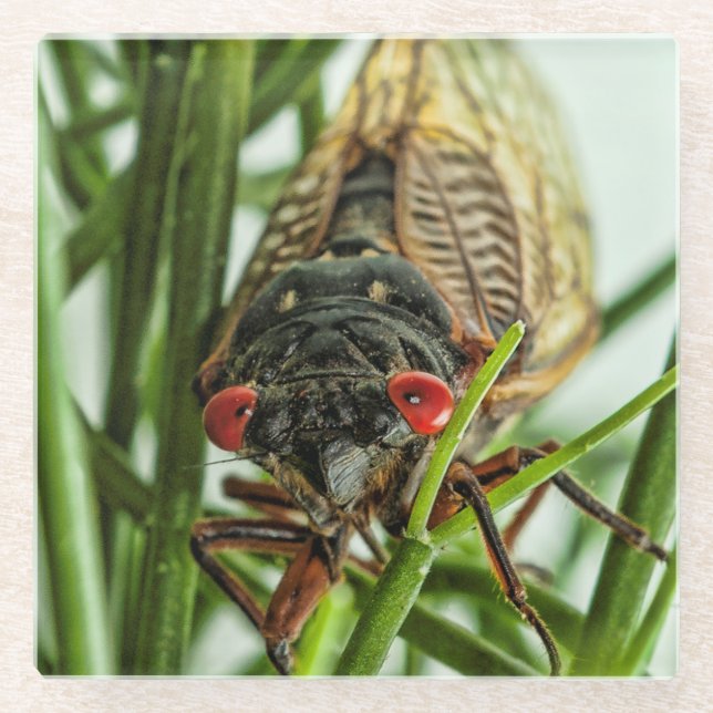 Periodical Cicada Large Insect Nature Picture Glass Coaster (Front)